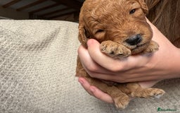 Cockapoo dogs for sale: ✨ Gorgeous Cockapoo Puppies ✨ - Image 29