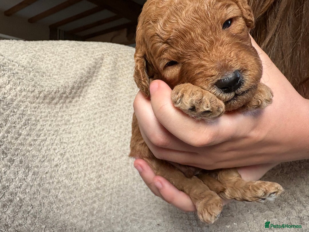 Cockapoo dogs for sale: ✨ Gorgeous Cockapoo Puppies ✨ - Image 29