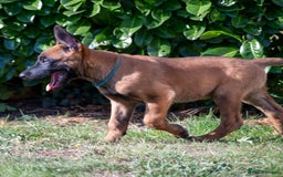Belgian Shepherd Dog dogs for sale: Stunning Belgian Malinois Puppies Ready Now - Image 10