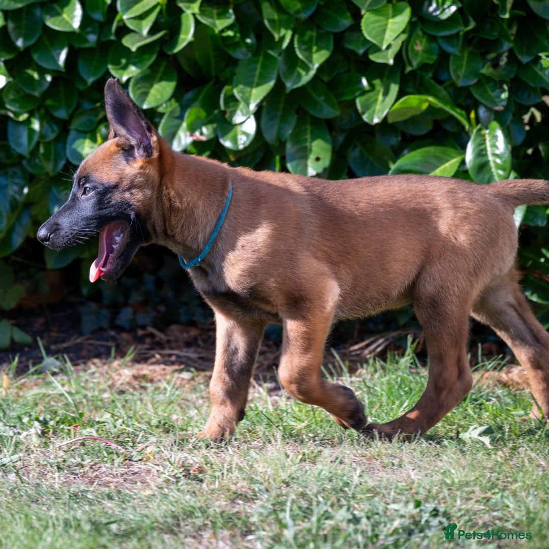 Belgian Shepherd Dog dogs for sale: Stunning Belgian Malinois Puppies Ready Now - Image 10