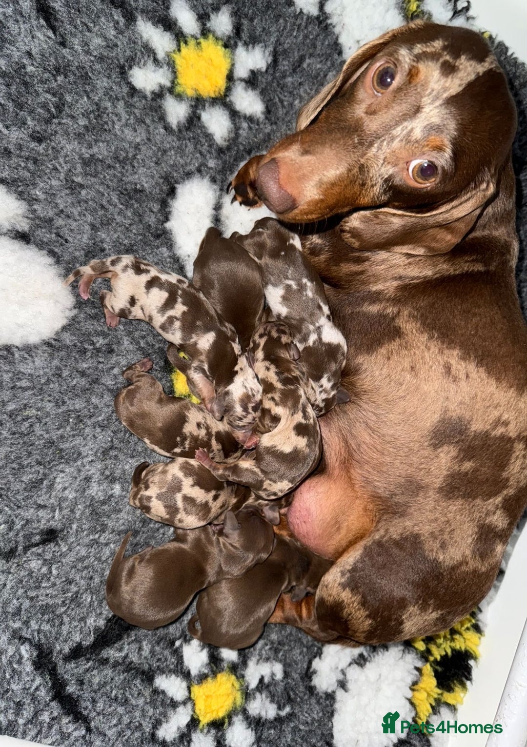 Miniature Dachshund dogs for sale: 🩷💙Stunning KC Mini Dachshund Puppies💙 - Image 17