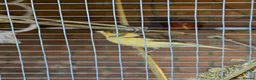 Canaries birds for sale: Canary in Durham  in Durham - Advert 4