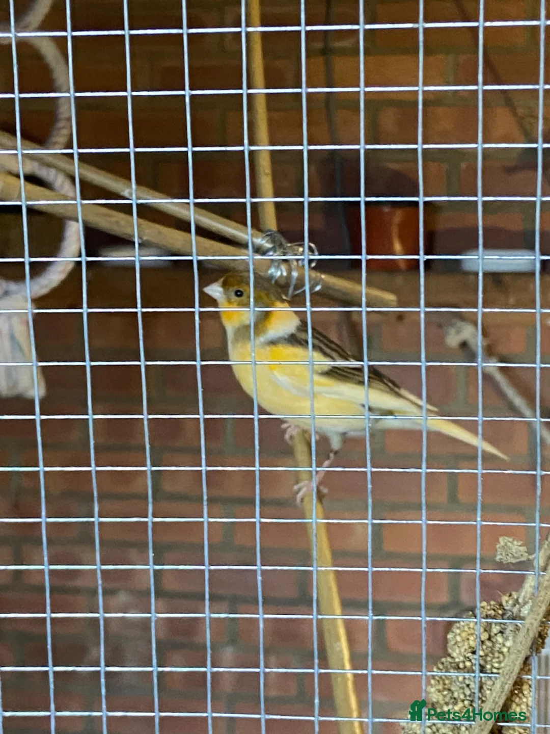 Canaries birds for sale: Canary in Durham  in Durham - Advert 4