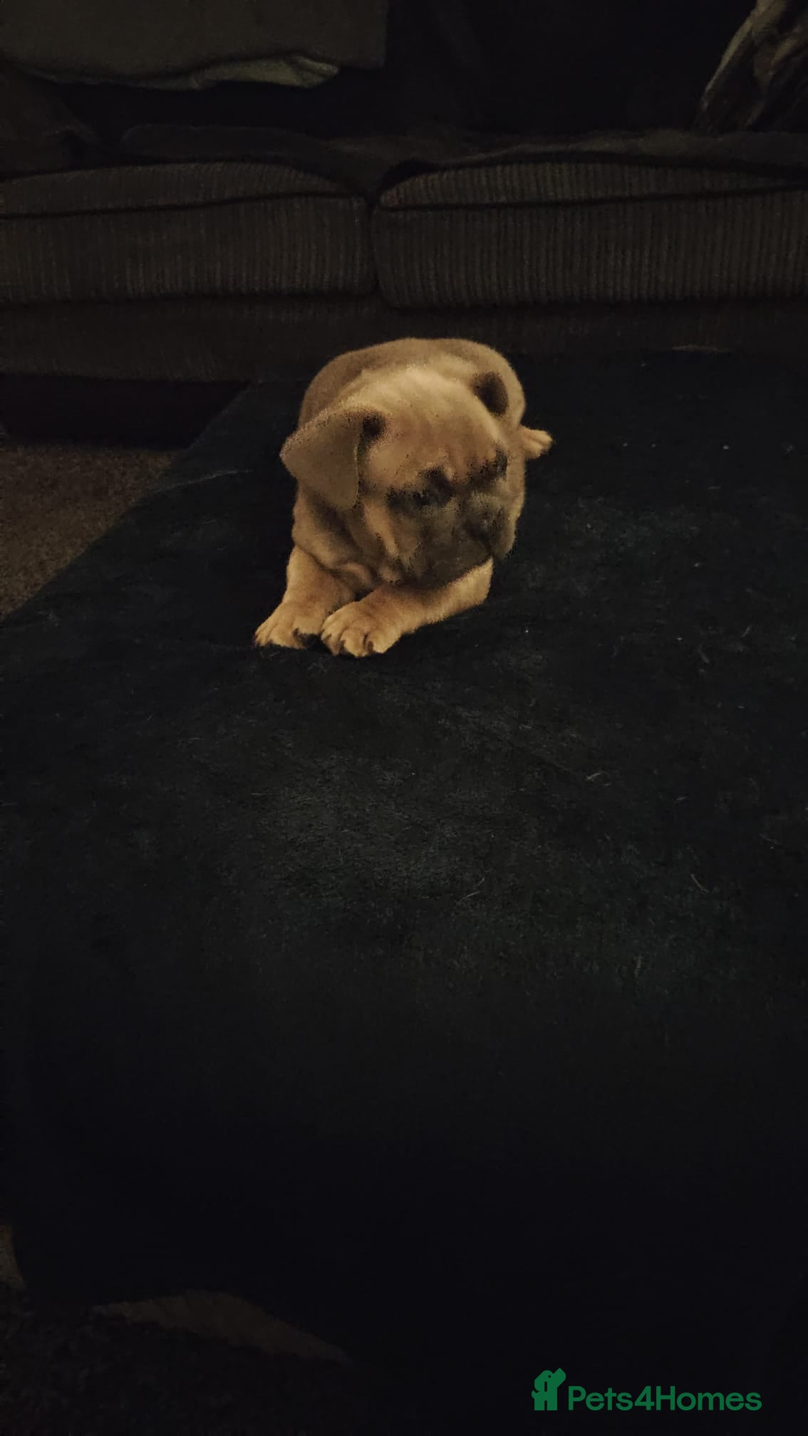 French Bulldog dogs French bulldogs - Advert 5