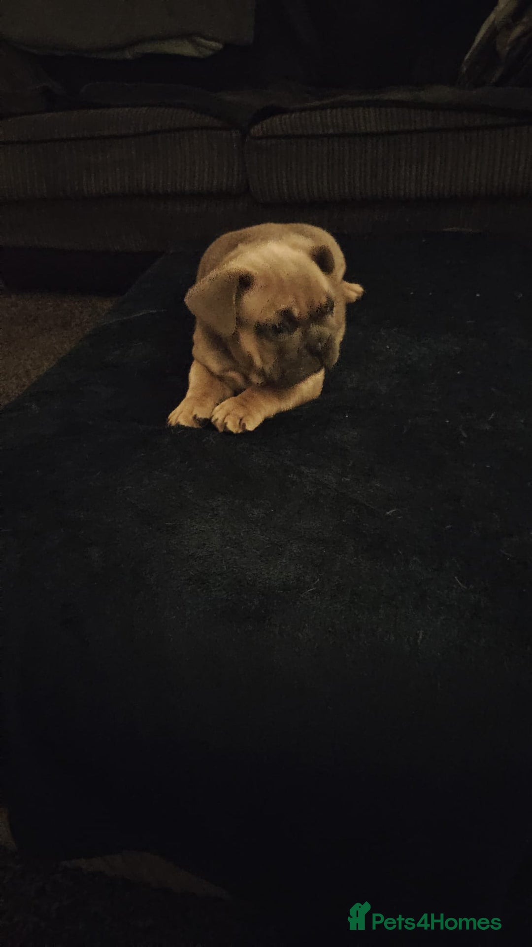 French Bulldog dogs for sale: French bulldogs - Advert 1