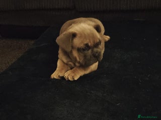 French Bulldog dogs French bulldogs - Advert 10