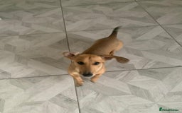 Miniature Dachshund dogs for sale: Kevin needs a new home  - Image 4