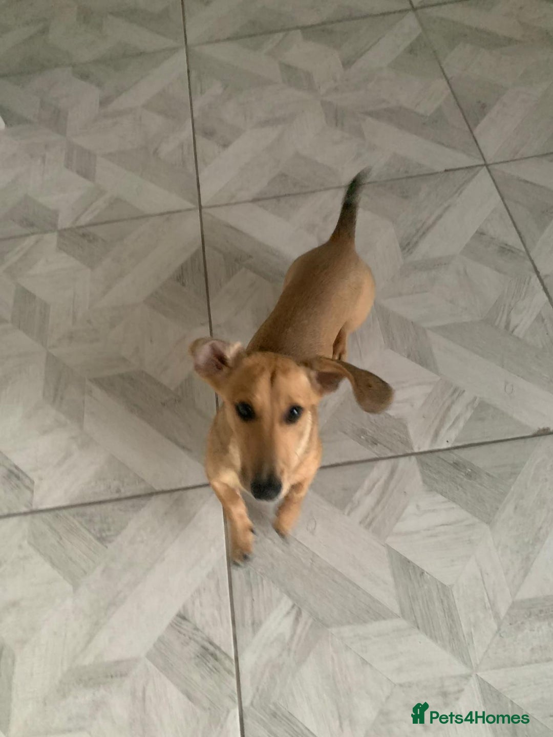 Miniature Dachshund dogs for sale: Kevin needs a new home  - Image 4