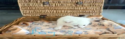 British Shorthair cats for sale: Cuteness Overload Alert! British Shorthair Kittens in Kettering - Advert 20