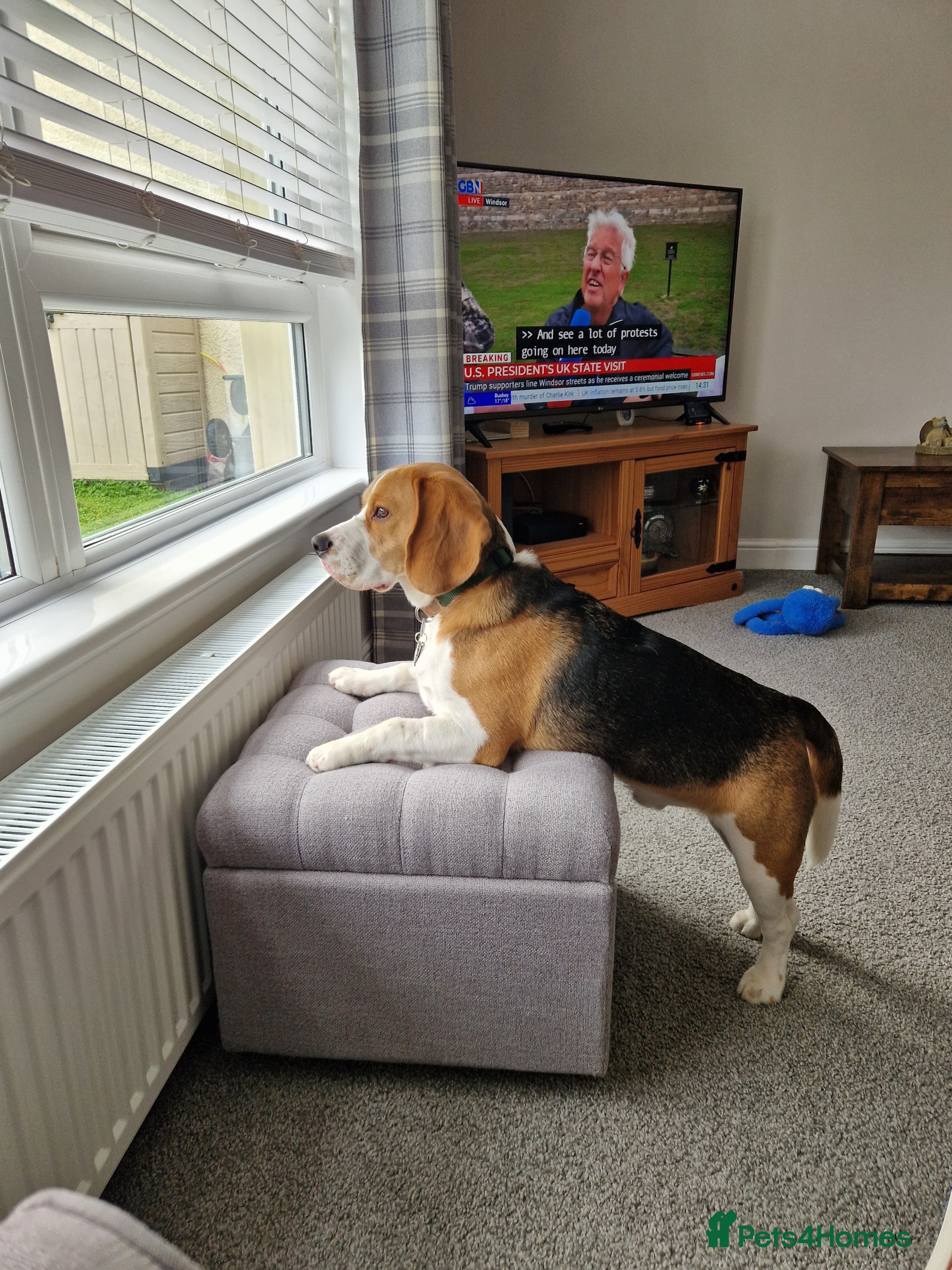 Beagle dogs Male Beagle For Sale - Advert 2
