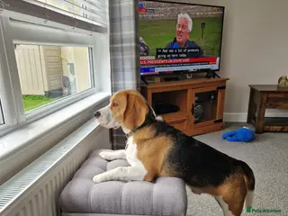 Beagle dogs Male Beagle For Sale - Advert 9