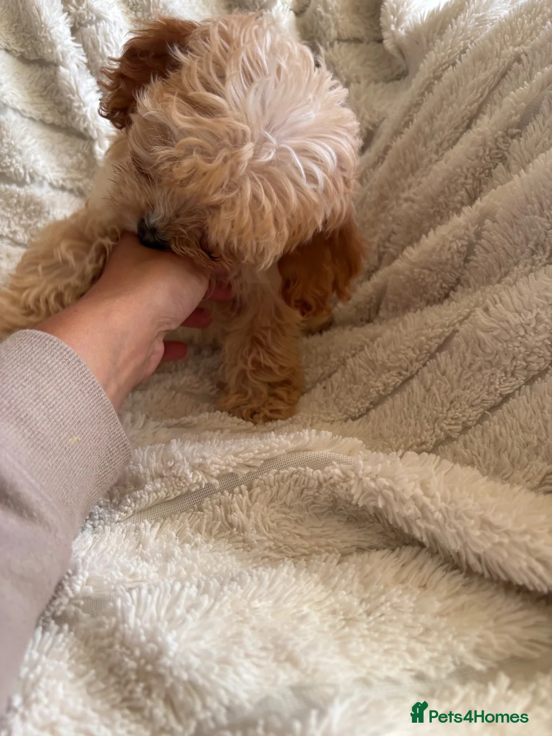 Cockapoo dogs for sale: Because puppy's  in Worksop - Advert 28