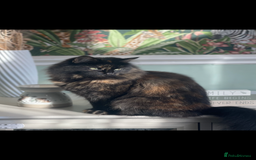RagaMuffin cats for sale: Ragamuffin kittens for sale  - Image 9