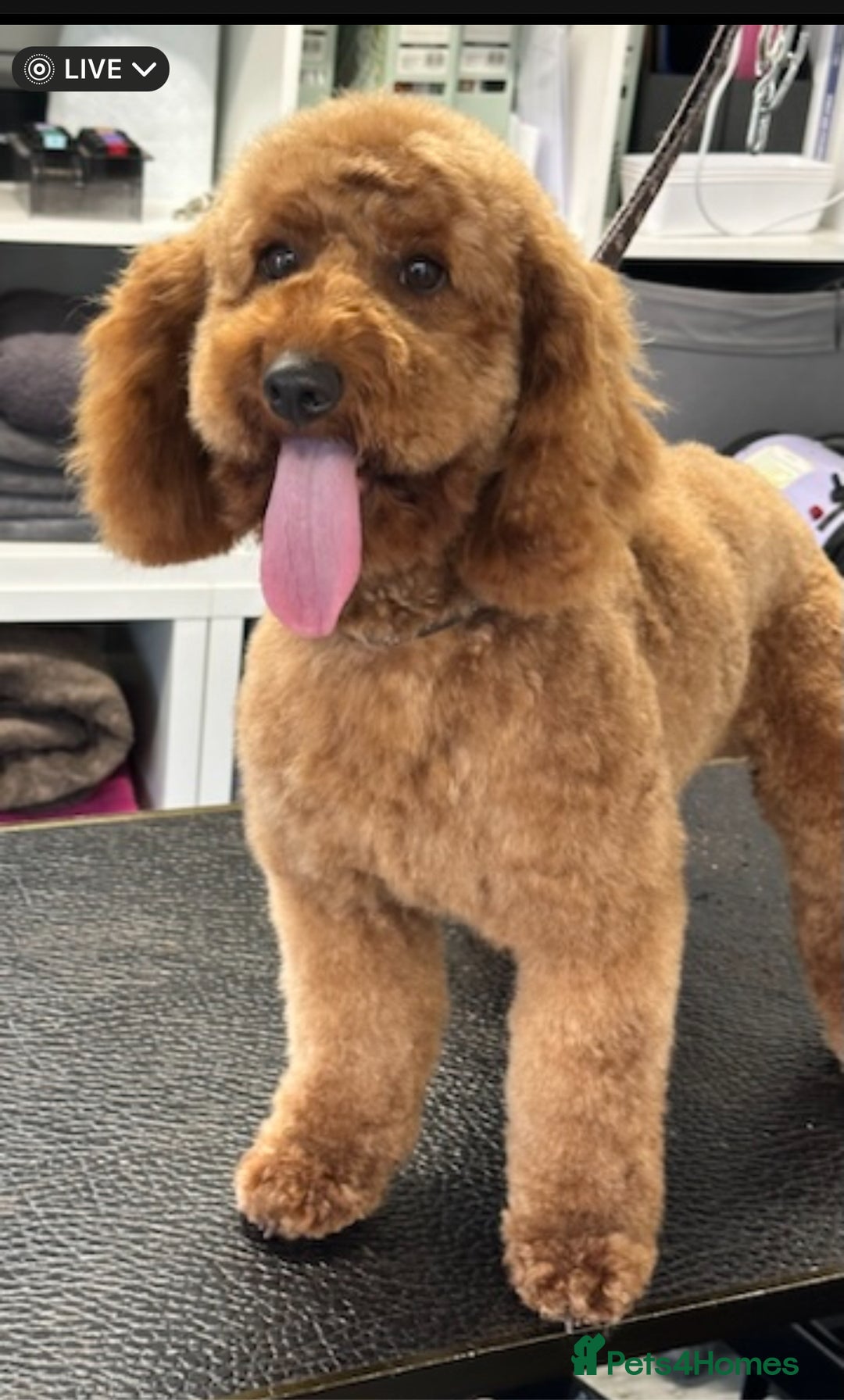 Miniature Poodle dogs for stud: 5 ⭐️ KC RED Stunning Miniature Poodle STUD in Prudhoe - Advert 2