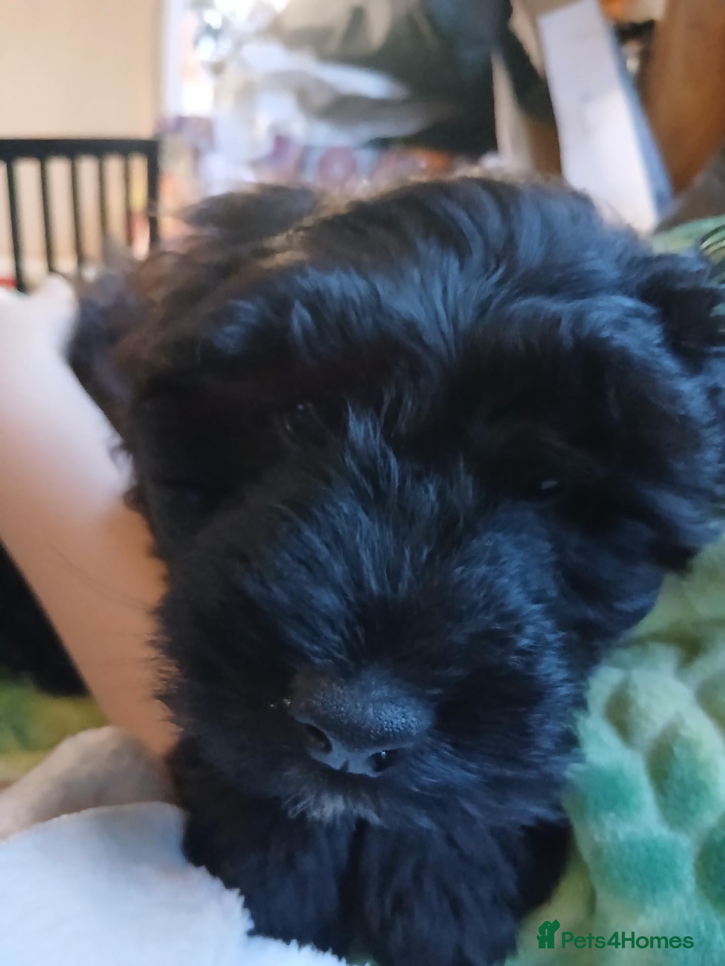 Mixed Breed dogs King Schnoodle Puppies ( Cavapoo/ Mini Schnauzer) - Advert 2