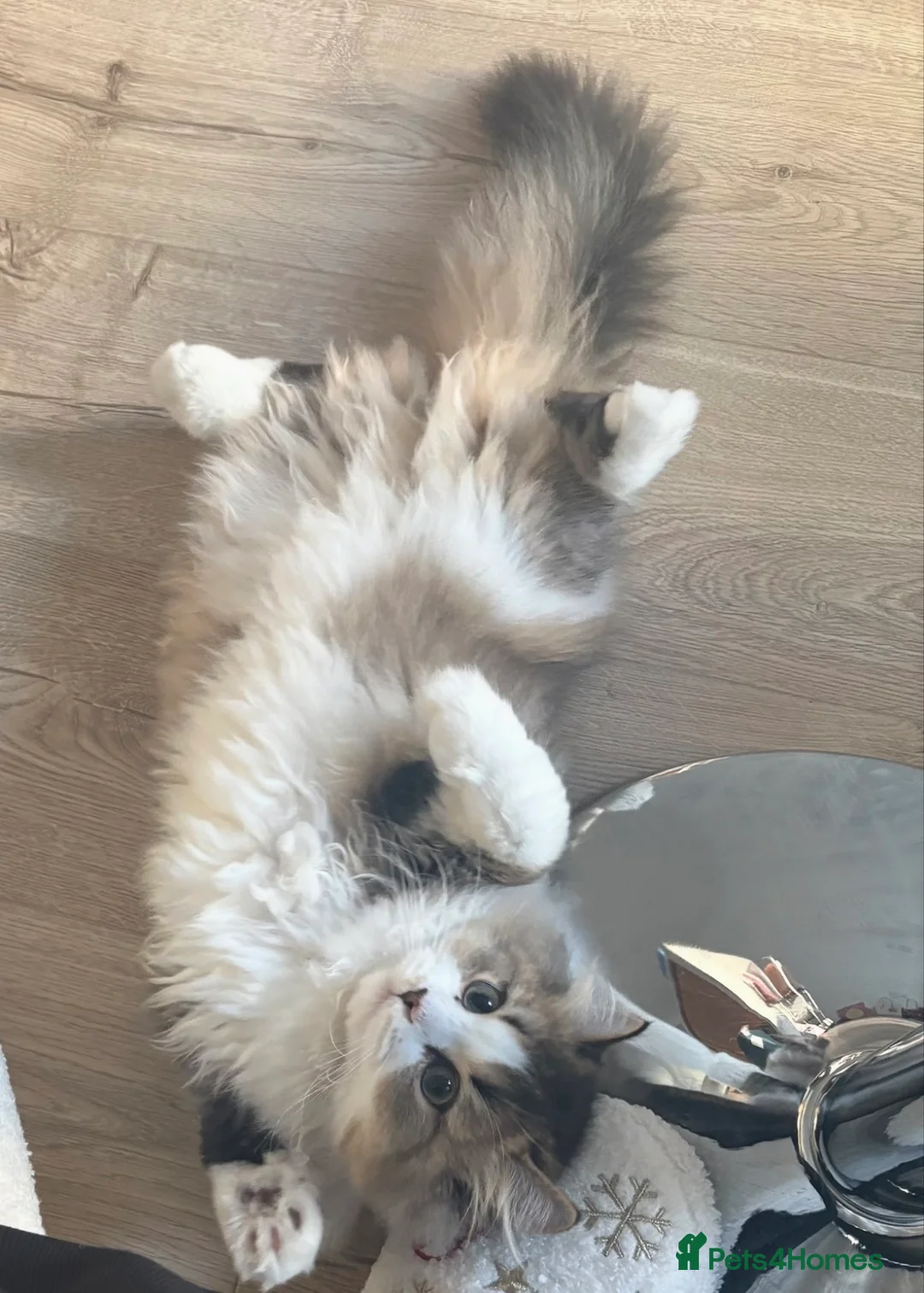 Napoleon cats for sale: Beautiful Minuet Kitten looking for new home - Advert 3