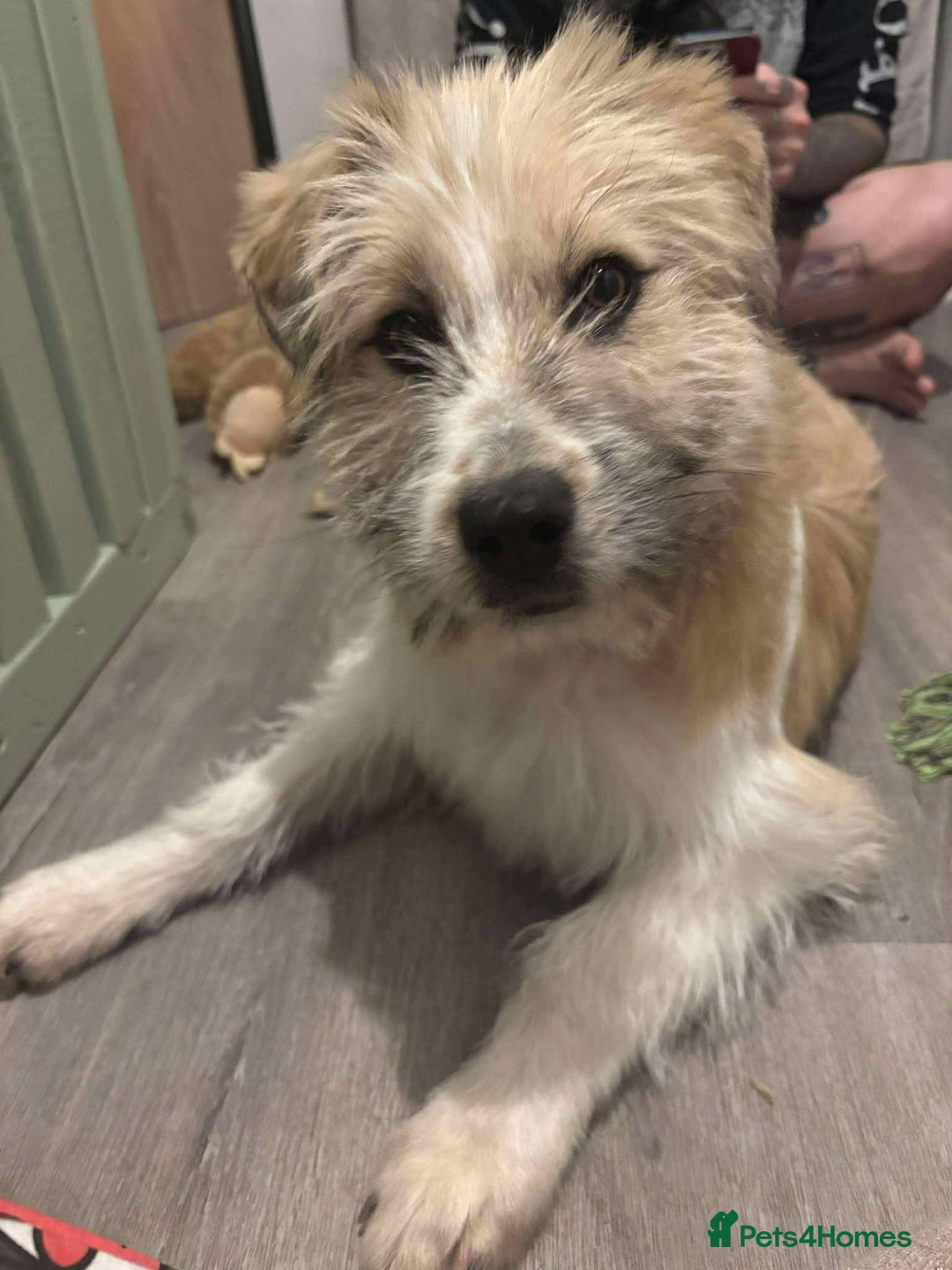 Mixed Breed dogs for adoption: Boo for adoption - Advert 1