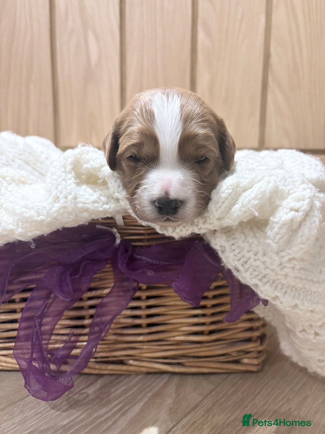 Cavapoo dogs for sale: Quality F1b Cavapoo Puppies. Raised in family home - Advert 4