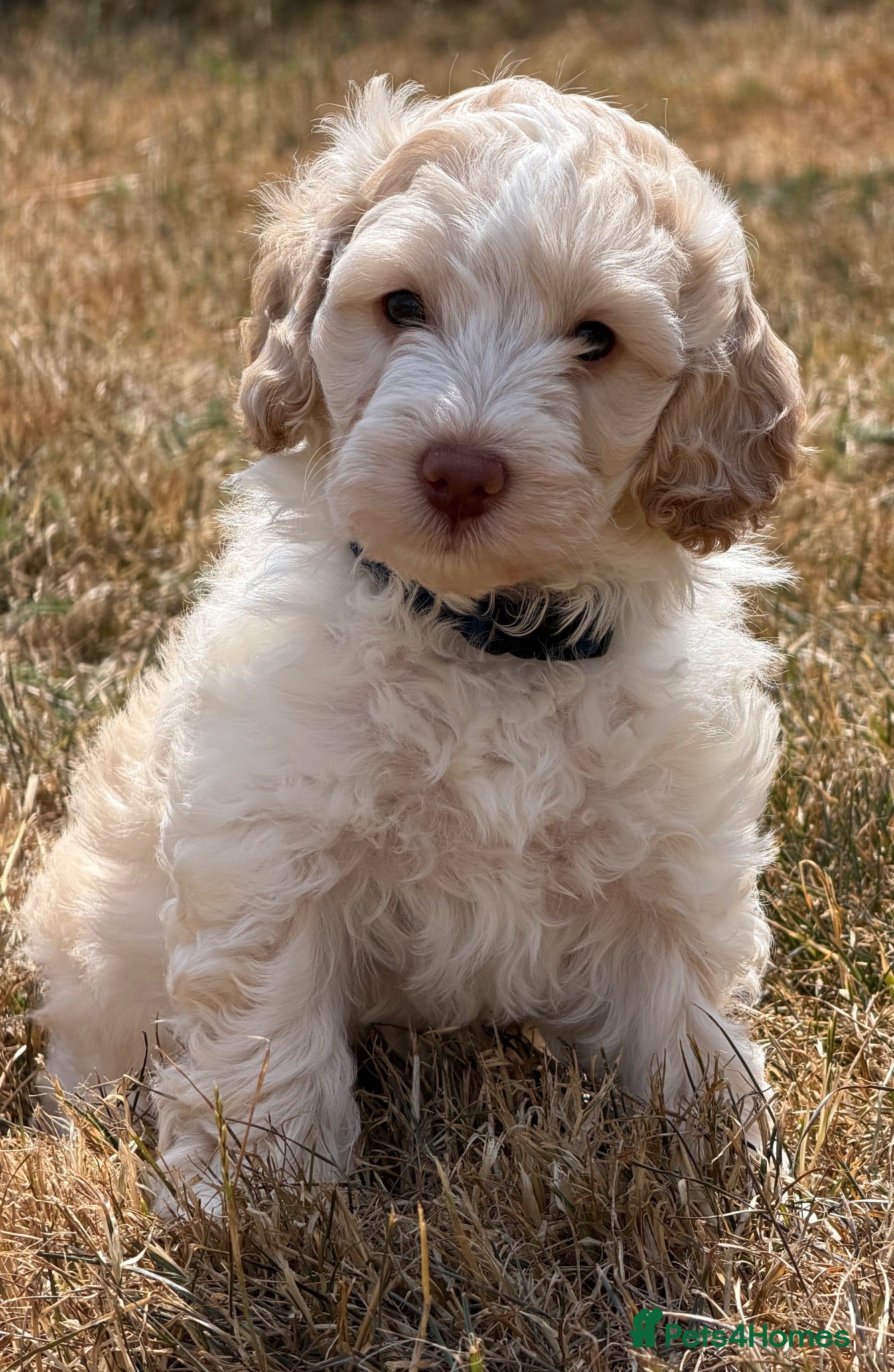 Cockapoo dogs Stunning F1B Cockapoo puppies  - Advert 7