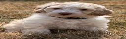 Cockapoo dogs for sale: Stunning F1B Cockapoo puppies  - Advert 1