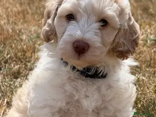 Cockapoo dogs Stunning F1B Cockapoo puppies - Advert 7