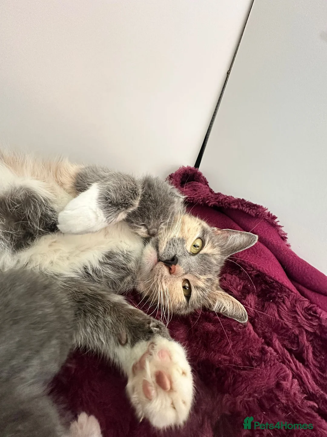 Domestic Shorthair cats for sale: Beautiful GREY and WHITE kittens in Telford - Advert 2