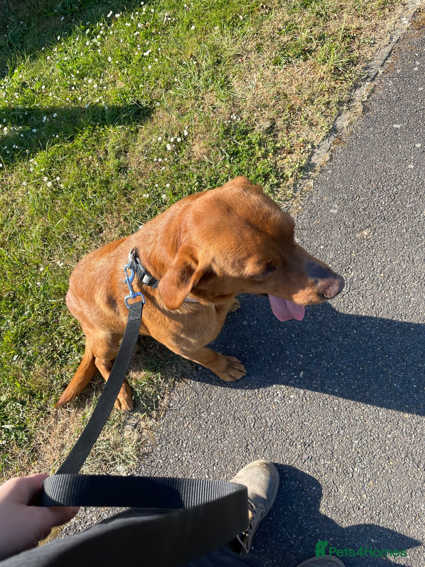 Labrador Retriever dogs for stud: Red lab for stud  - Advert 1