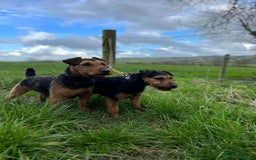 Mixed Breed dogs for sale: Patterdale/ fell terriers/ lakeland  - Image 22