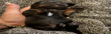 Dachshund 2