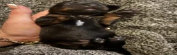 Dachshund dogs for sale: Sweet Dachshunds Ready to Share Their Love in Huddersfield - Advert 4