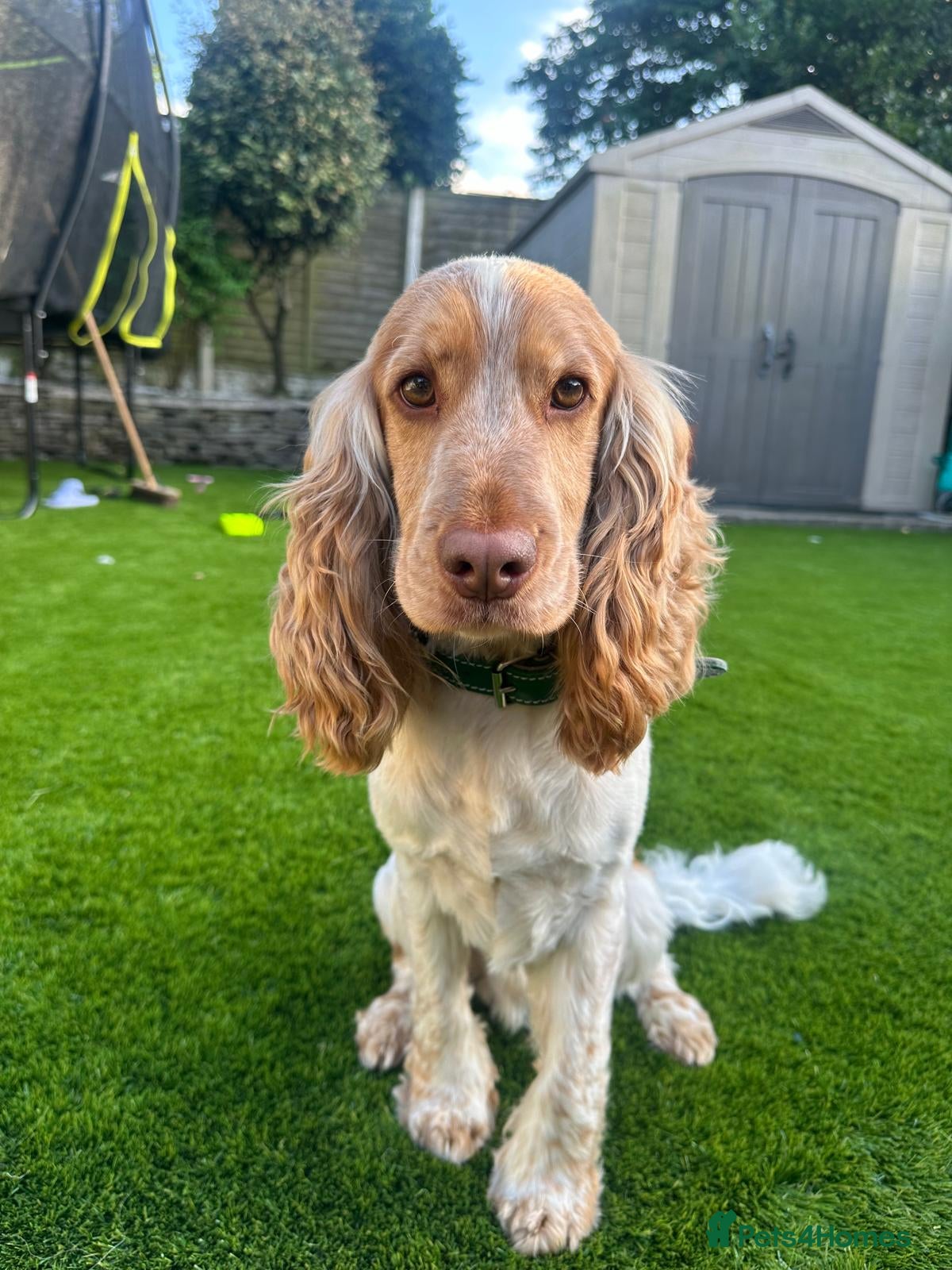 Cocker Spaniel dogs KC Reg Show Cocker Spaniel- Extensively DNA tested in Warrington - Advert 14