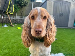 Cocker Spaniel dogs KC Reg Show Cocker Spaniel- Extensively DNA tested in Warrington - Advert 14