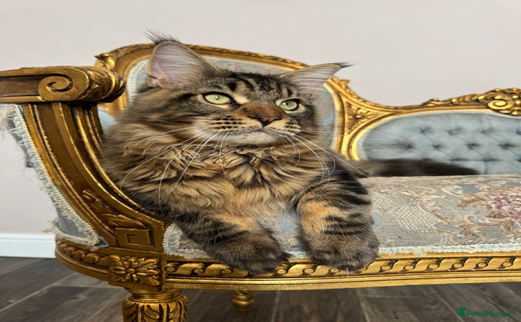 Maine Coon cats - Advert 4
