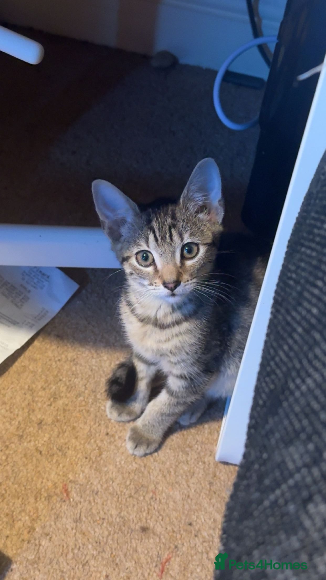 British Shorthair cats Tabby Kitten For Sale - Female - URGENT!! - Advert 1