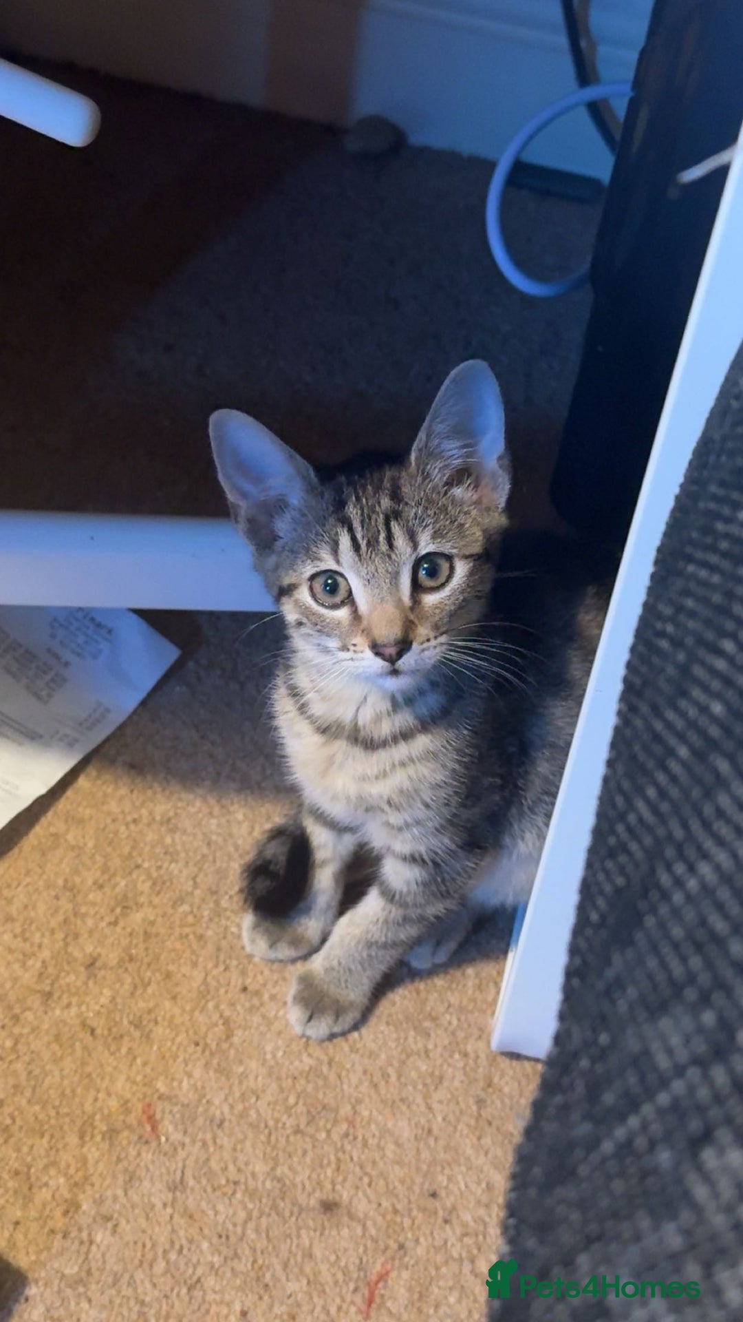 British Shorthair cats for sale: Tabby Kitten For Sale - Female - URGENT!! - Advert 1