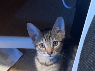 British Shorthair cats Tabby Kitten For Sale - Female - URGENT!! - Advert 1