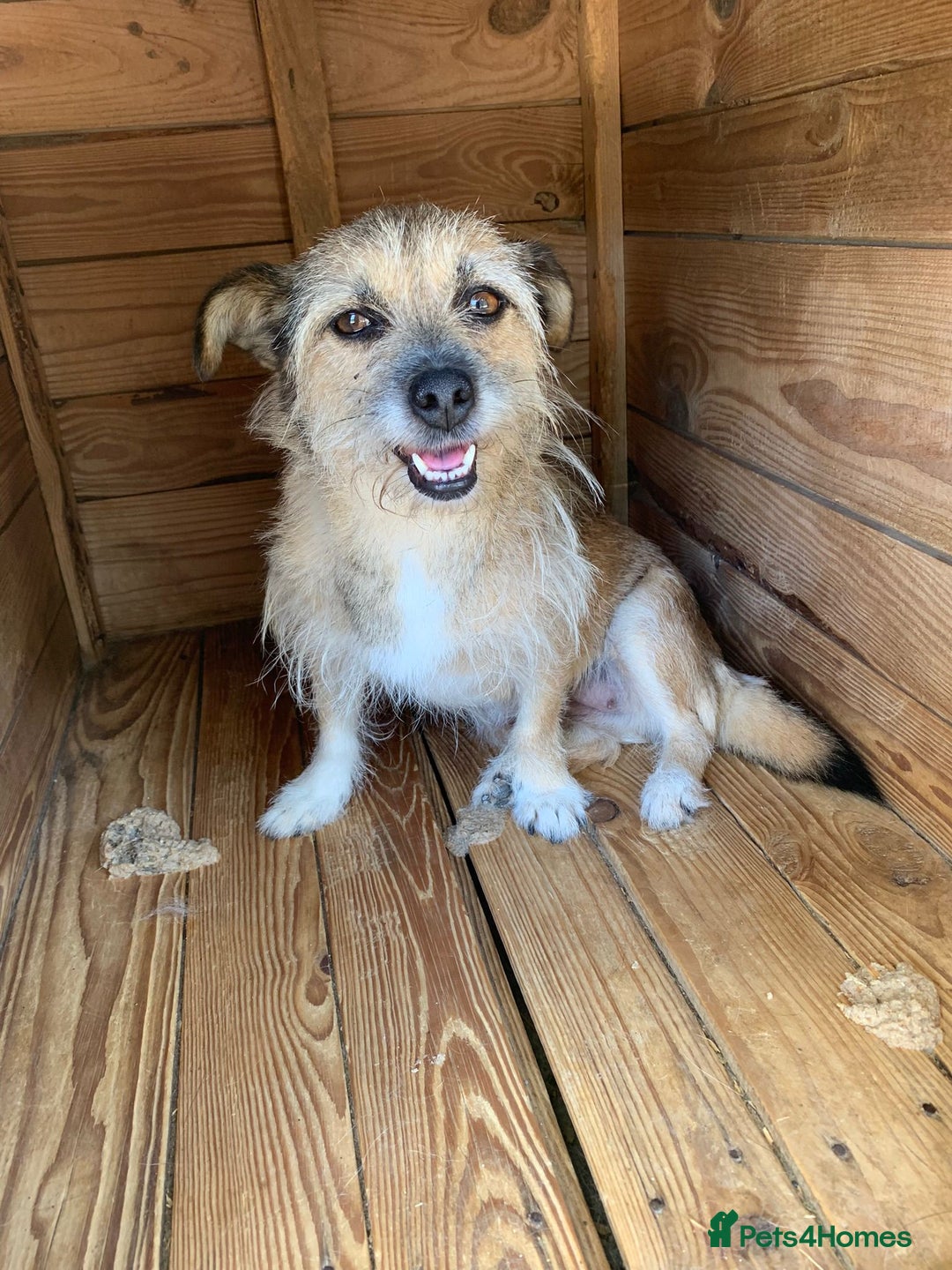 Mixed Breed dogs for adoption: Charlotte approx 6 yr old. Available for adoption. - Image 2