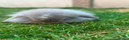 Mini Lion Lop rabbits for sale: lop x Lion head baby bunnies  - Advert 7