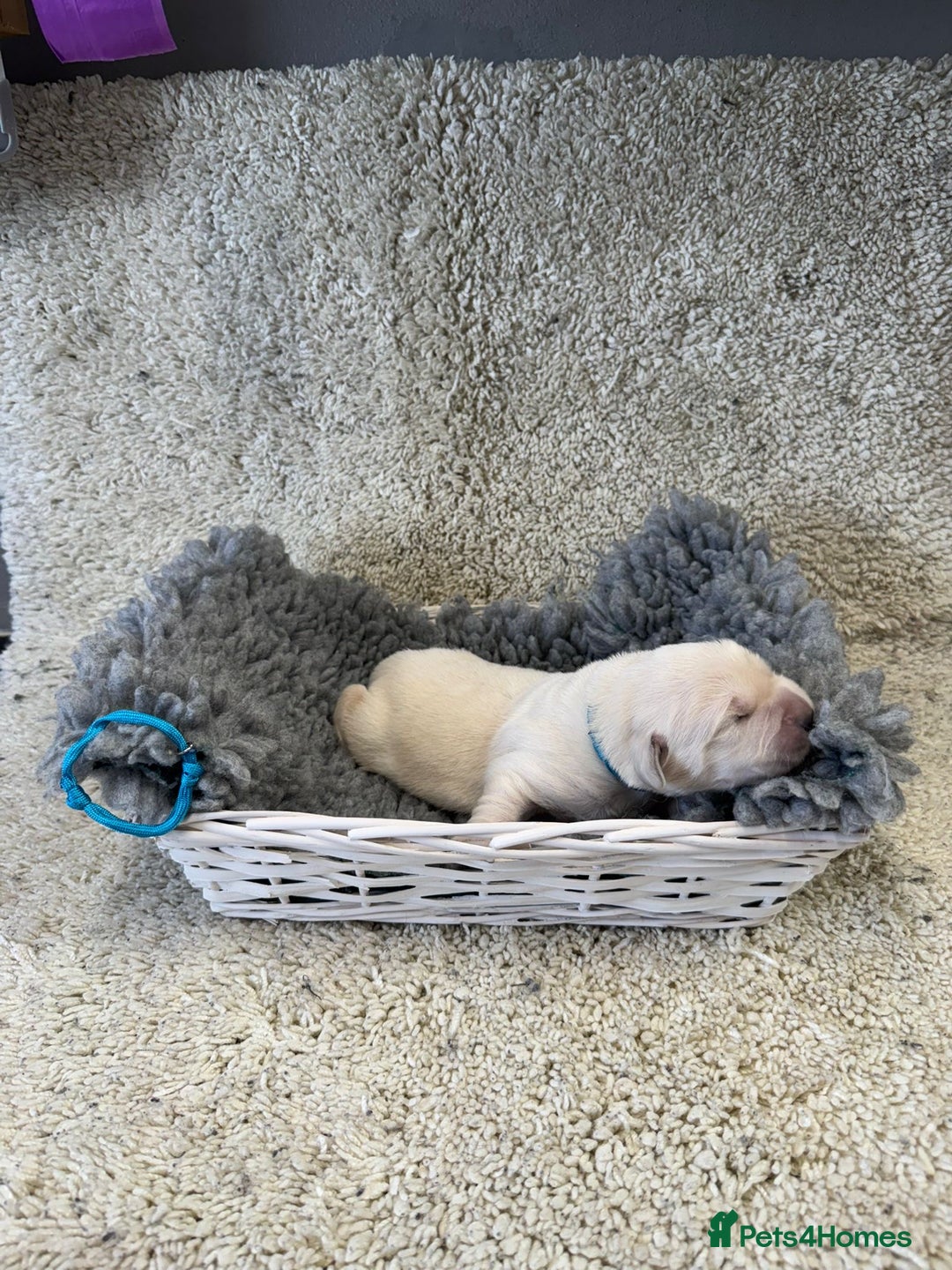 Goldador dogs for sale: Goldador Black & Golden Pups - Pets / Therapy - Image 10