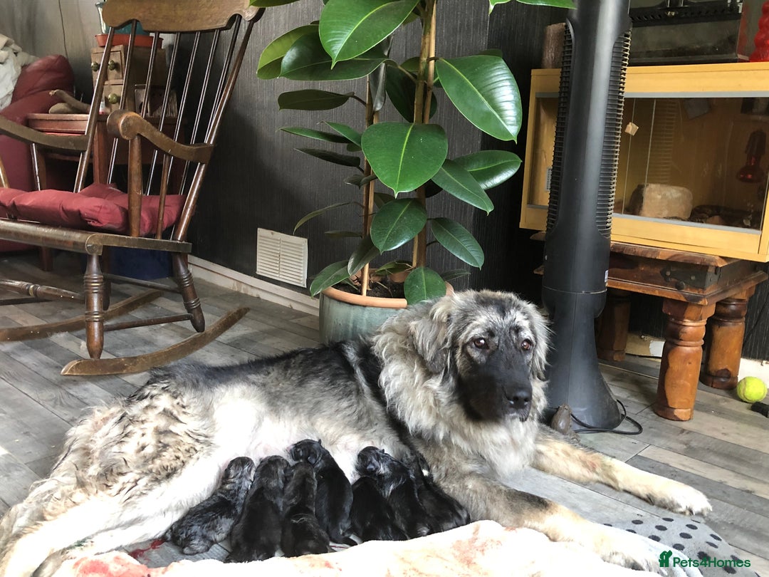 Mixed Breed dogs for sale: READY NOW! Caucasian Shepherd x Siberian Husky - Image 15
