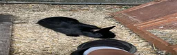 Netherland Dwarf rabbits for sale: 3 male Netherland Dwarfs. 11 weeks old.  - Advert 3