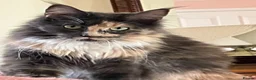 Maine Coon cats for sale: Gorgeous Tica Registered Maine Coon Girl  - Advert 5