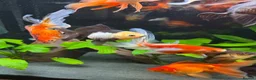 Fancy Goldfish fish for sale: Fluval Roma 240 complete fancy goldfish aquarium  - Advert 8