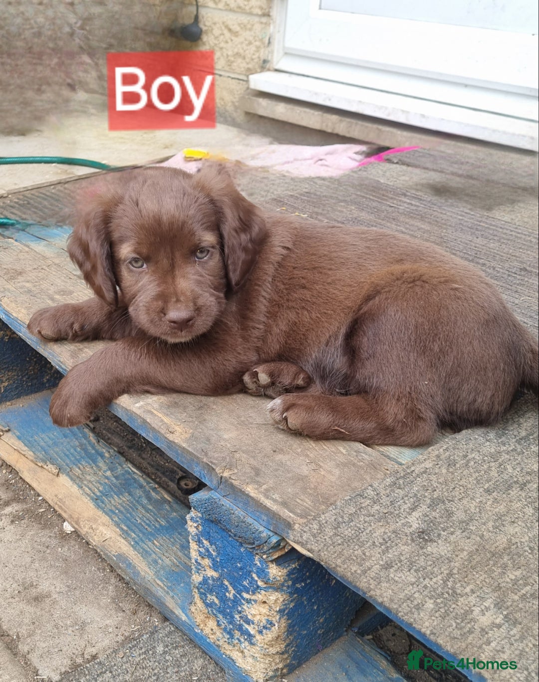 Mixed Breed dogs for sale: Mixer breed puppys  - Image 3