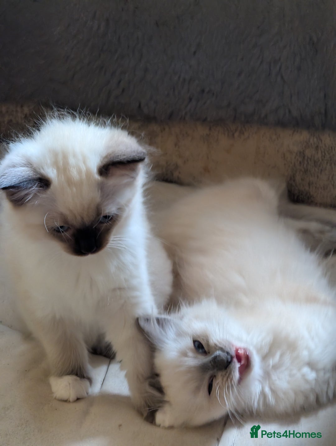 Ragdoll cats for sale: Kitty Ragdoll  - Image 11