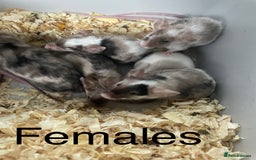 Mouse rodents for sale: Beautiful fancy mice ready now - Image 3