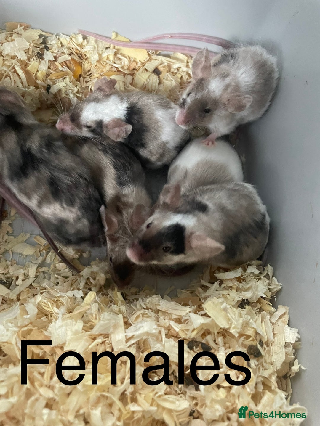Mouse rodents for sale: Beautiful fancy mice ready now - Image 3