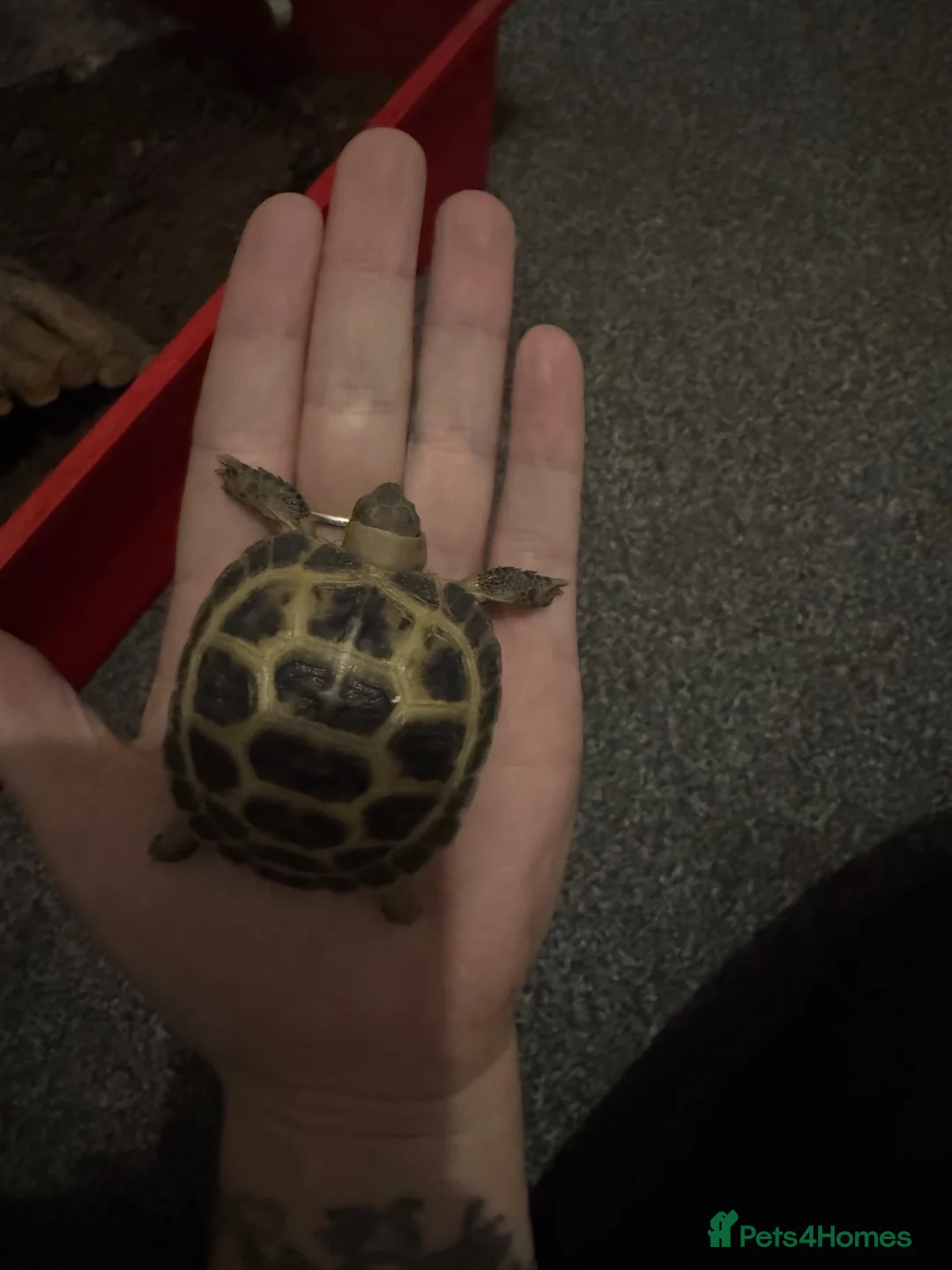 Tortoise reptiles for sale: Tortoise in Birmingham - Advert 2