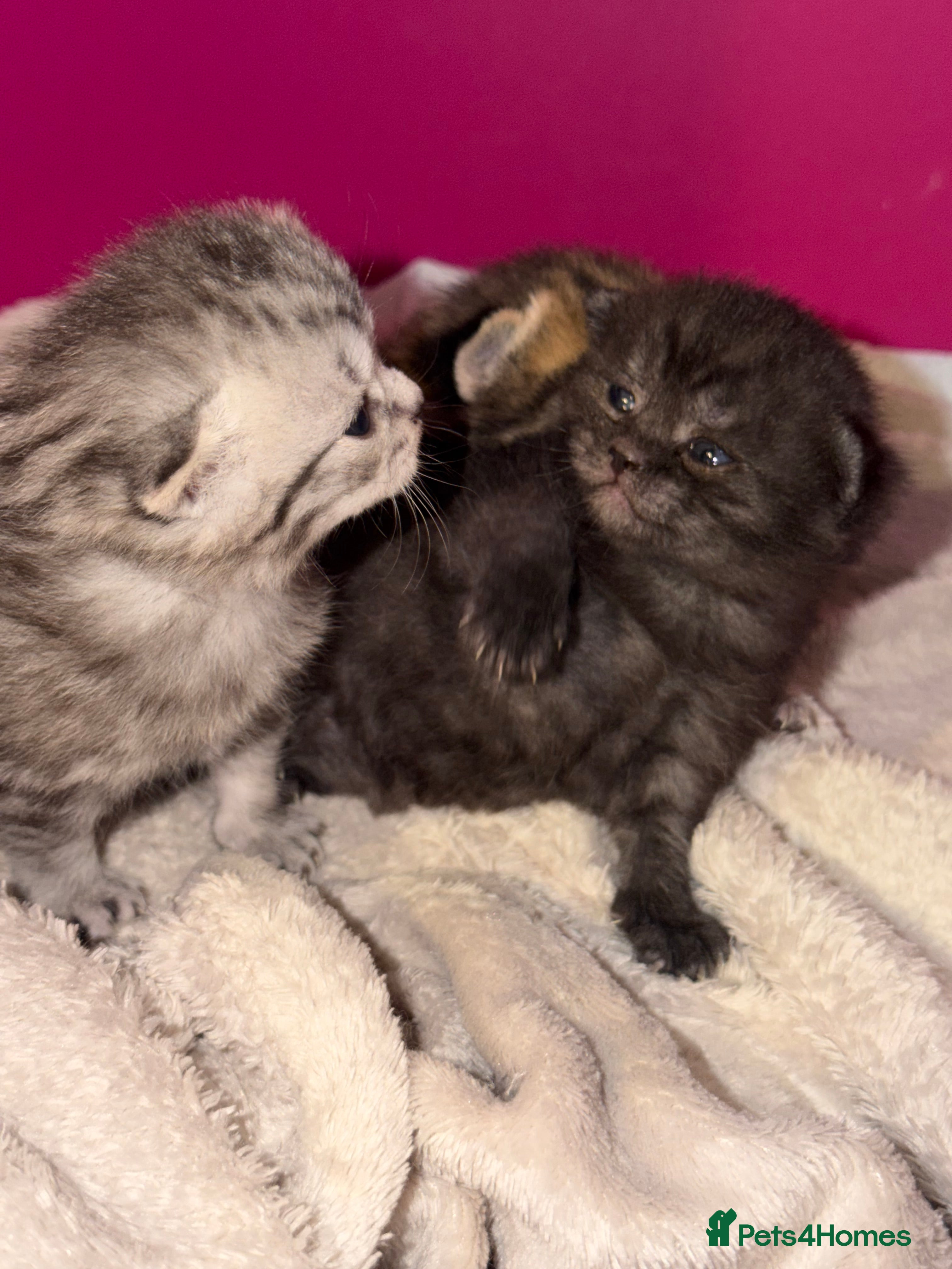 Scottish Fold cats Scottish fold black smoke kitten  in Slough - Advert 3