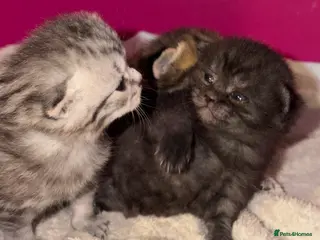 Scottish Fold cats Scottish fold black smoke kitten in Slough - Advert 3